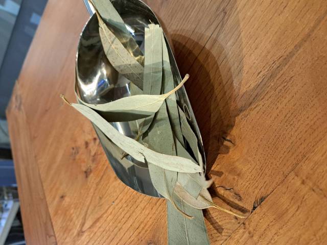 Eucalyptus globuleux feuilles